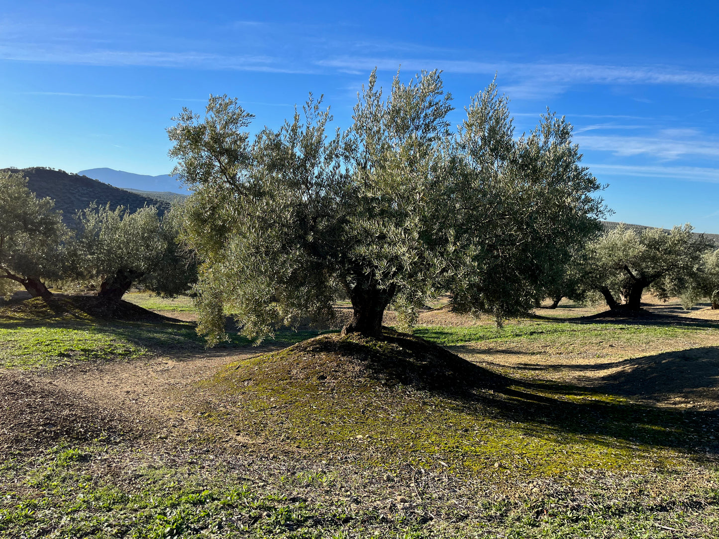 Adopt a centenary olive tree (First Day of Harvest tin included)