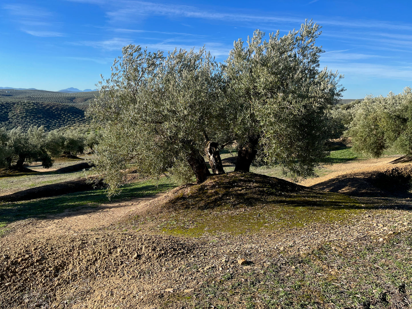 Adopt a centenary olive tree (First Day of Harvest tin included)