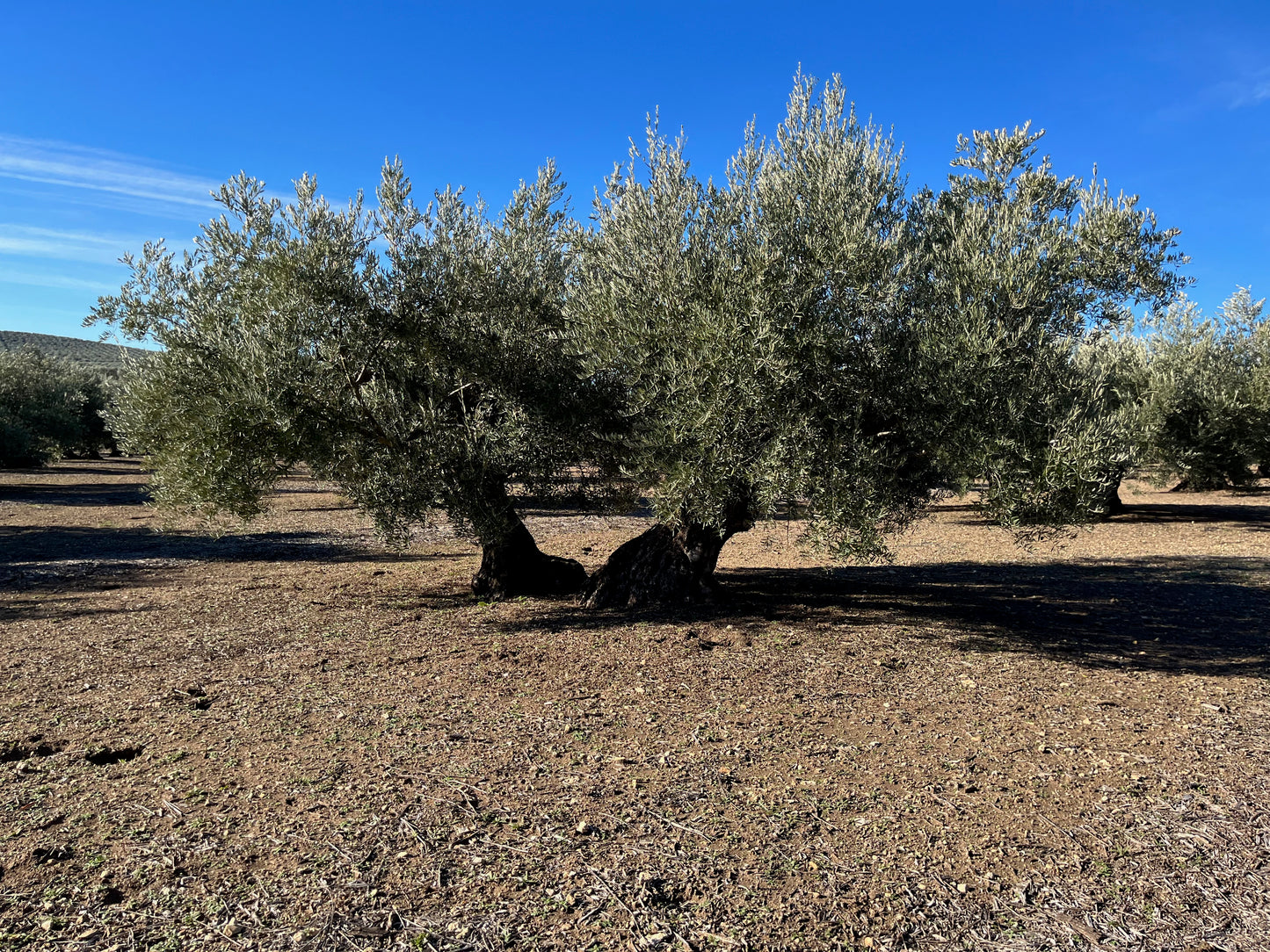 Adopt a centenary olive tree (First Day of Harvest tin included)