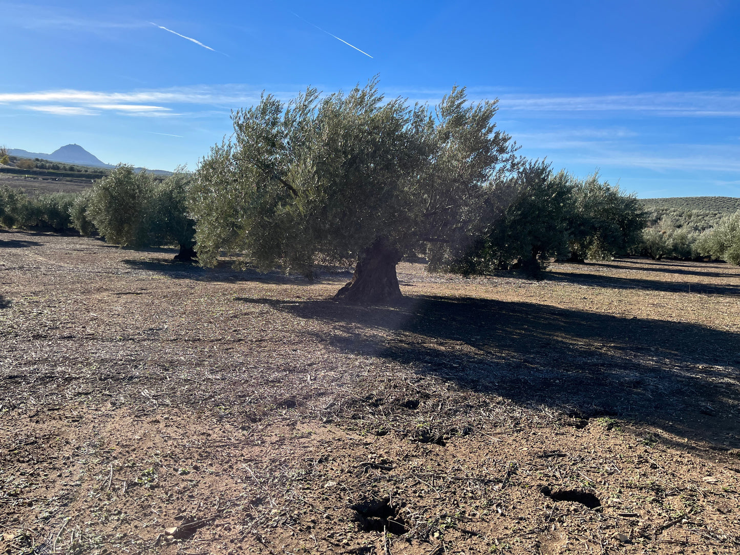Adopt a centenary olive tree (First Day of Harvest tin included)