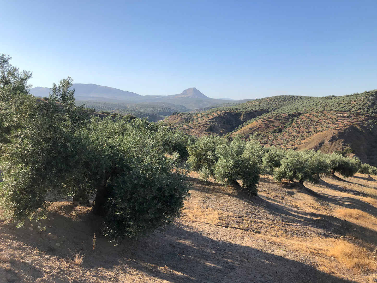 Bay Leaf Infused Olive Oil 250 ml