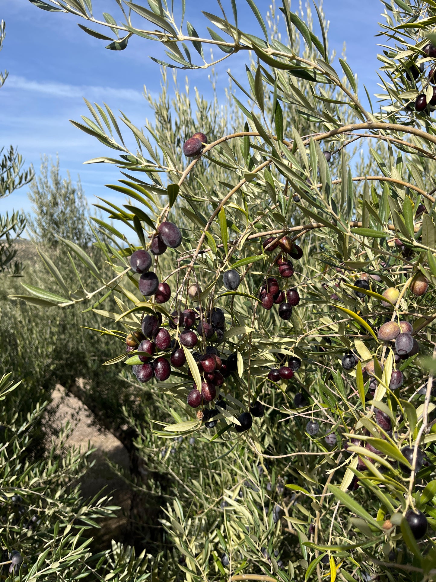 Bay Leaf Infused Olive Oil 250 ml