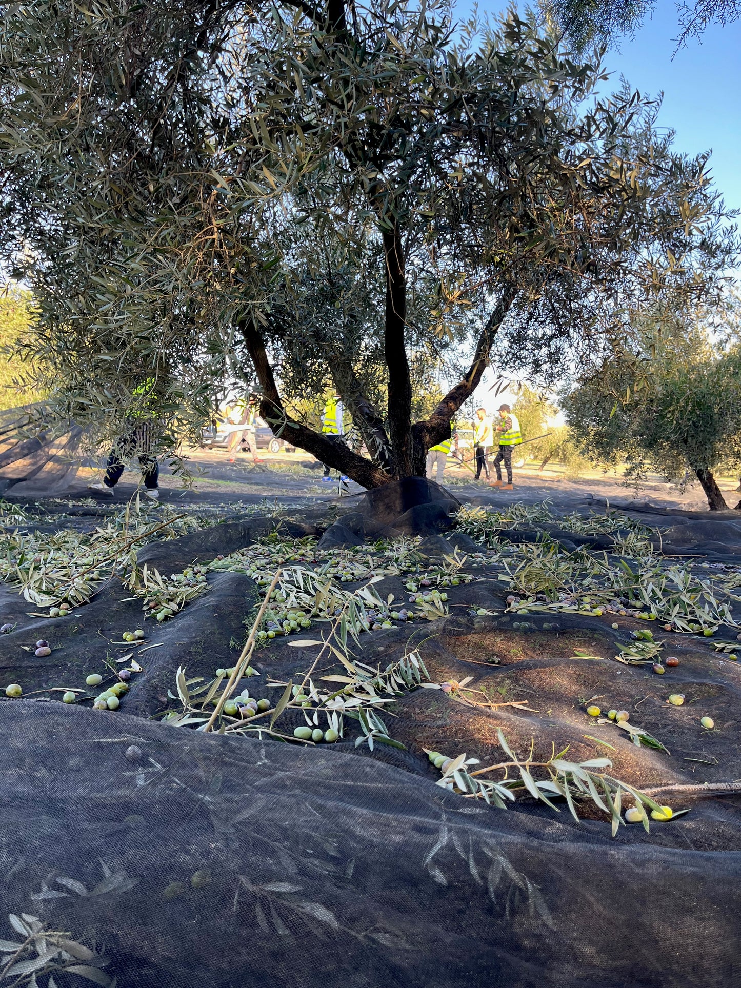 First Day of Harvest Extra Virgin Olive Oil 250ml