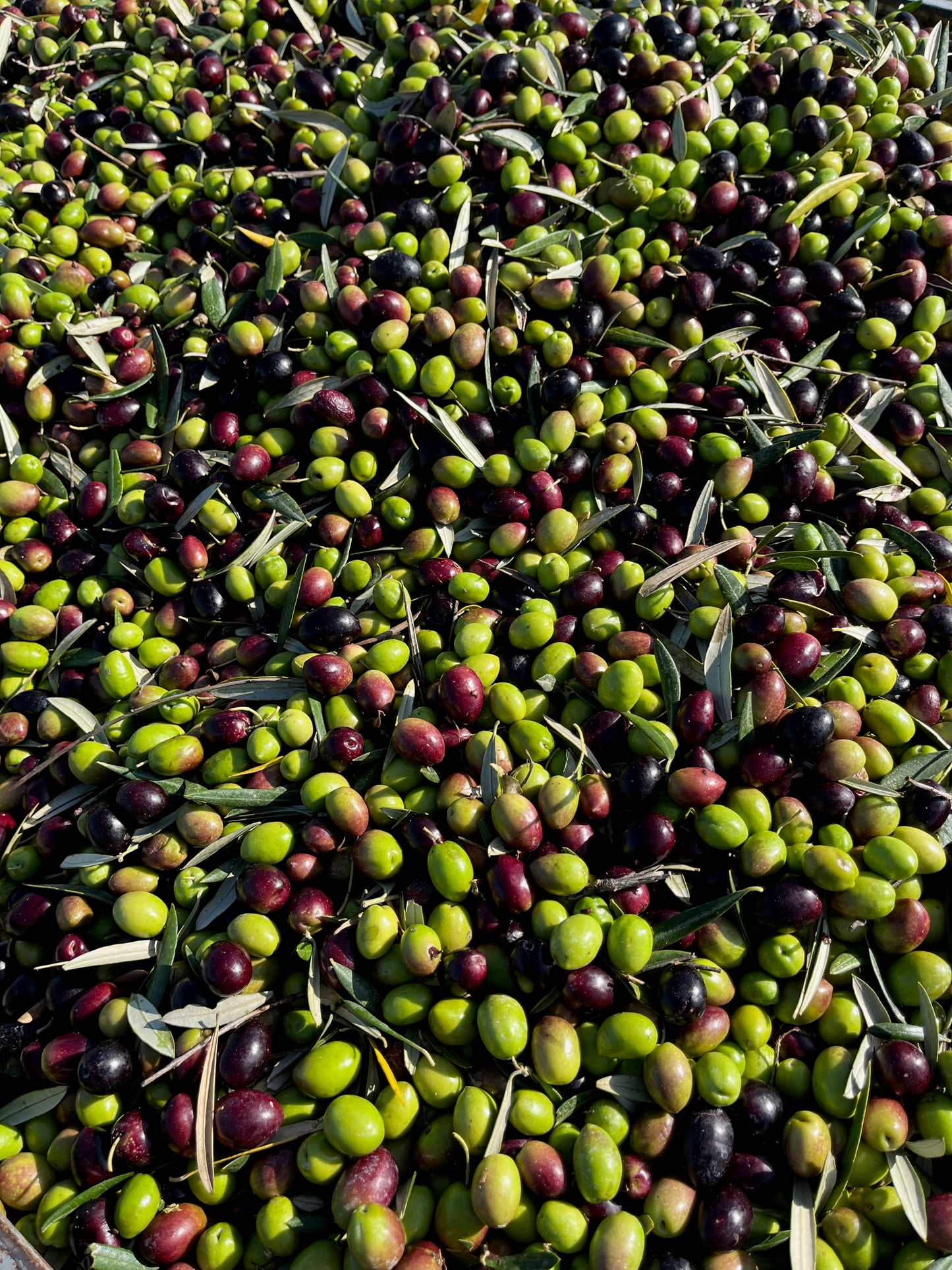 First Day of Harvest Extra Virgin Olive Oil 250ml