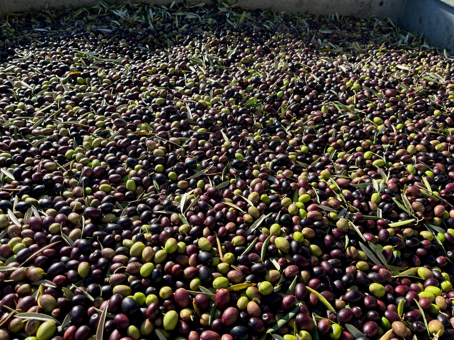 Andalusian Extra Virgin Olive Oil 1L